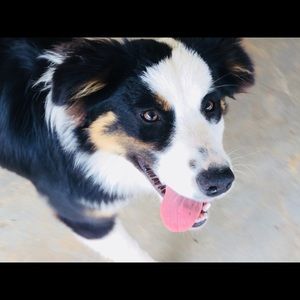 Meet your Posher, Josh